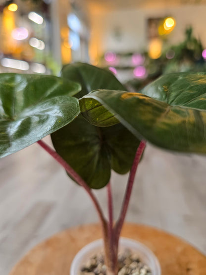 Alocasia Yucatan Princess (ex variegata)