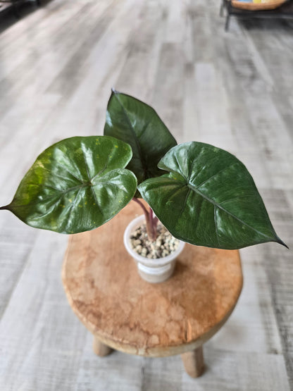 Alocasia Yucatan Princess (ex variegata)
