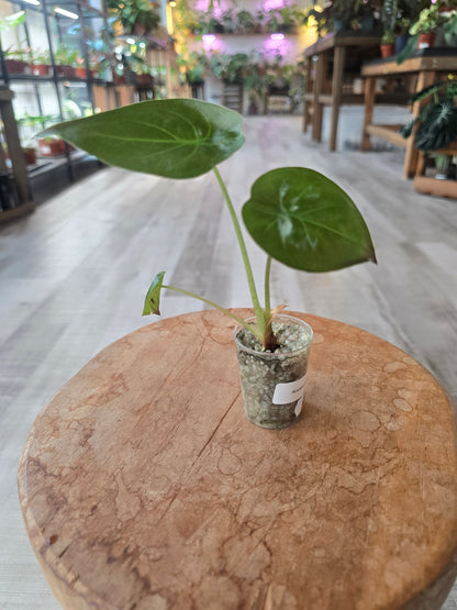 Alocasia Wentii (JP)