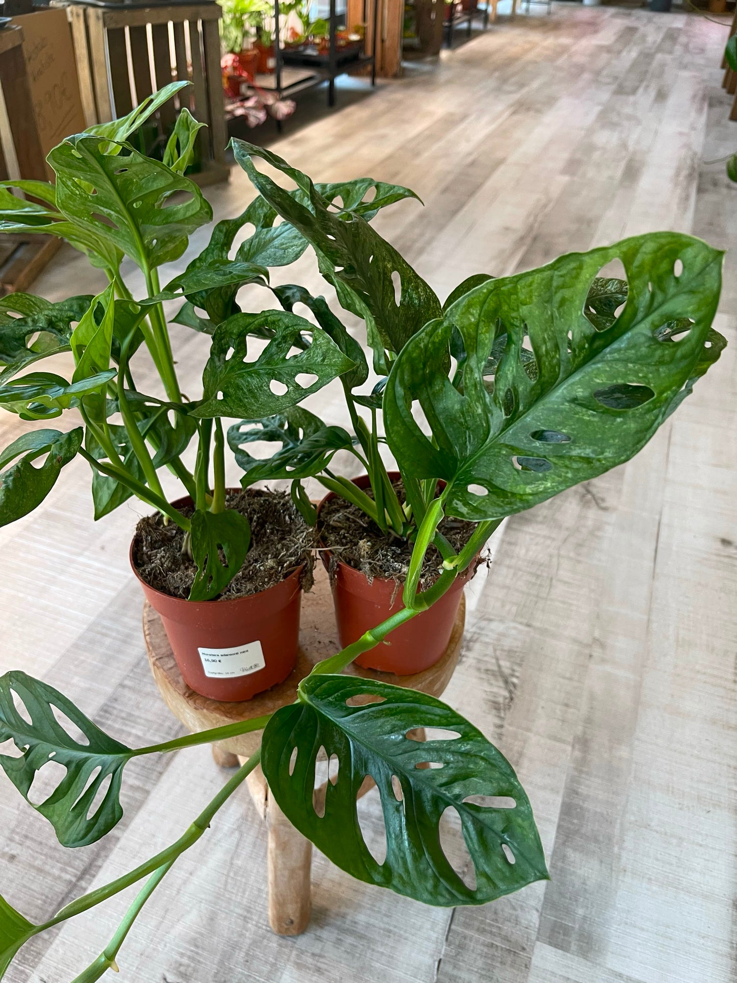 Monstera adansonii Mint