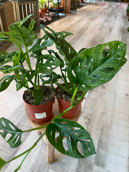 Monstera adansonii Mint