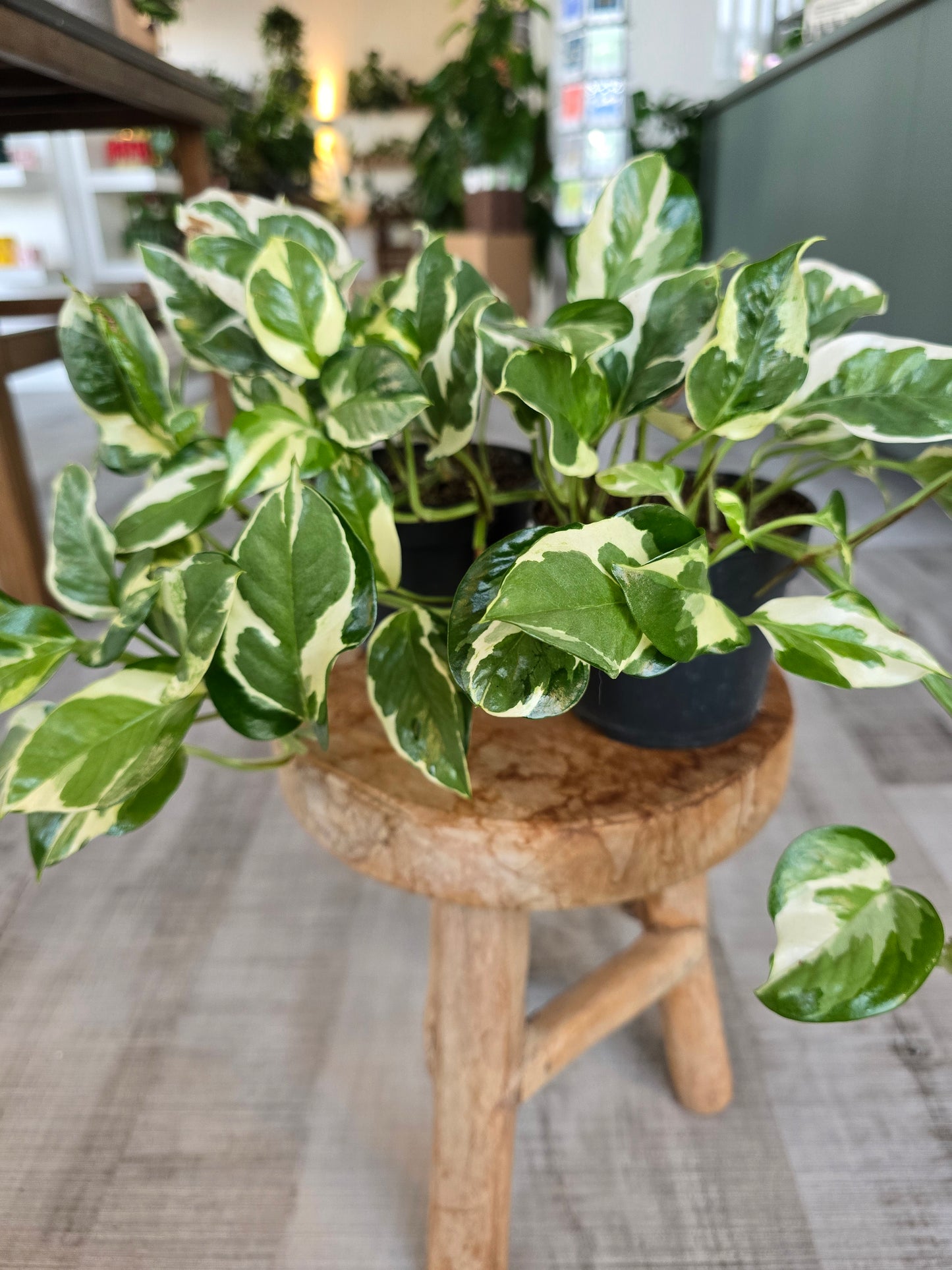 Epipremnum Pinnatum N'Joy