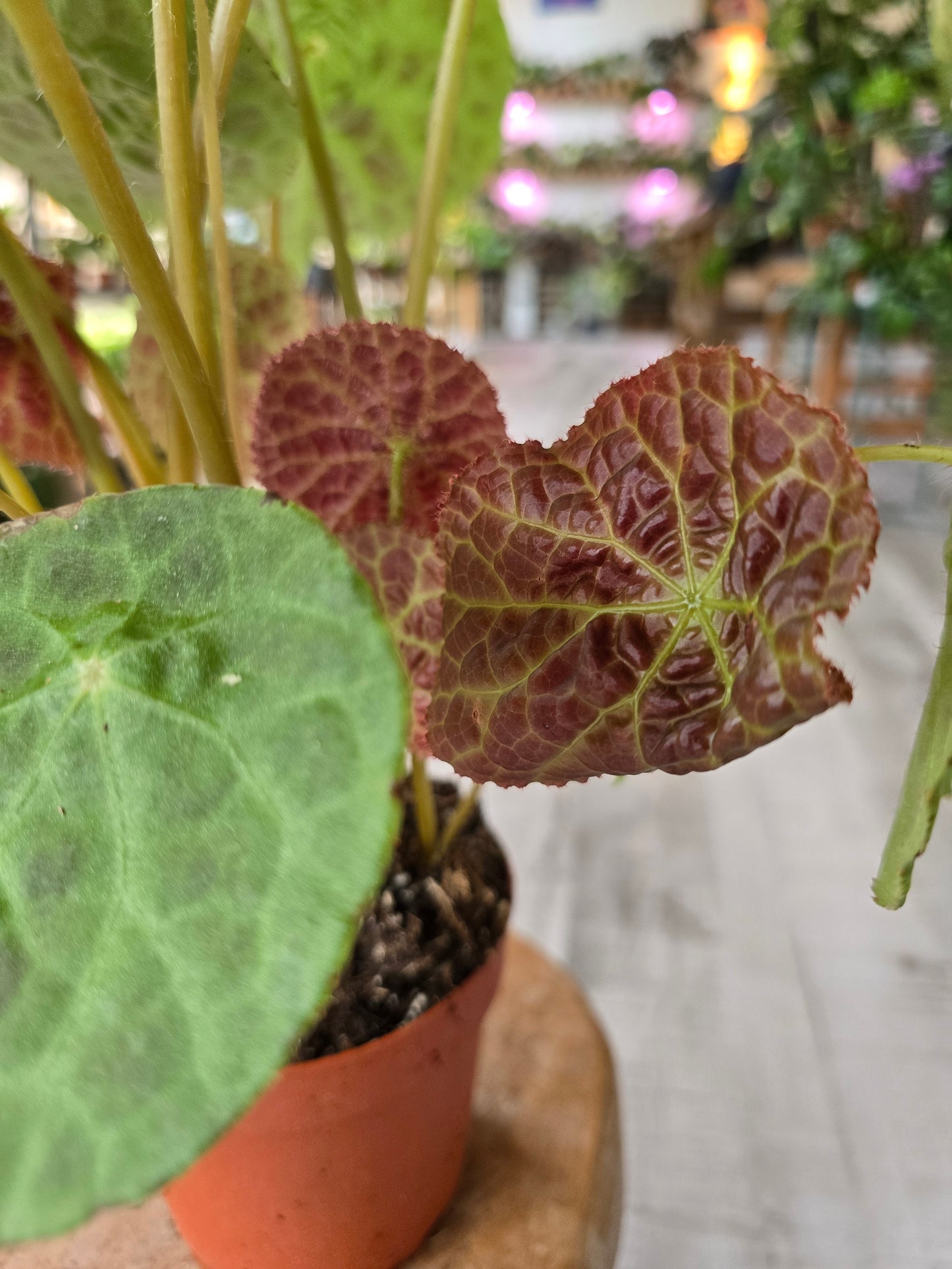 Begonia phuthoensis