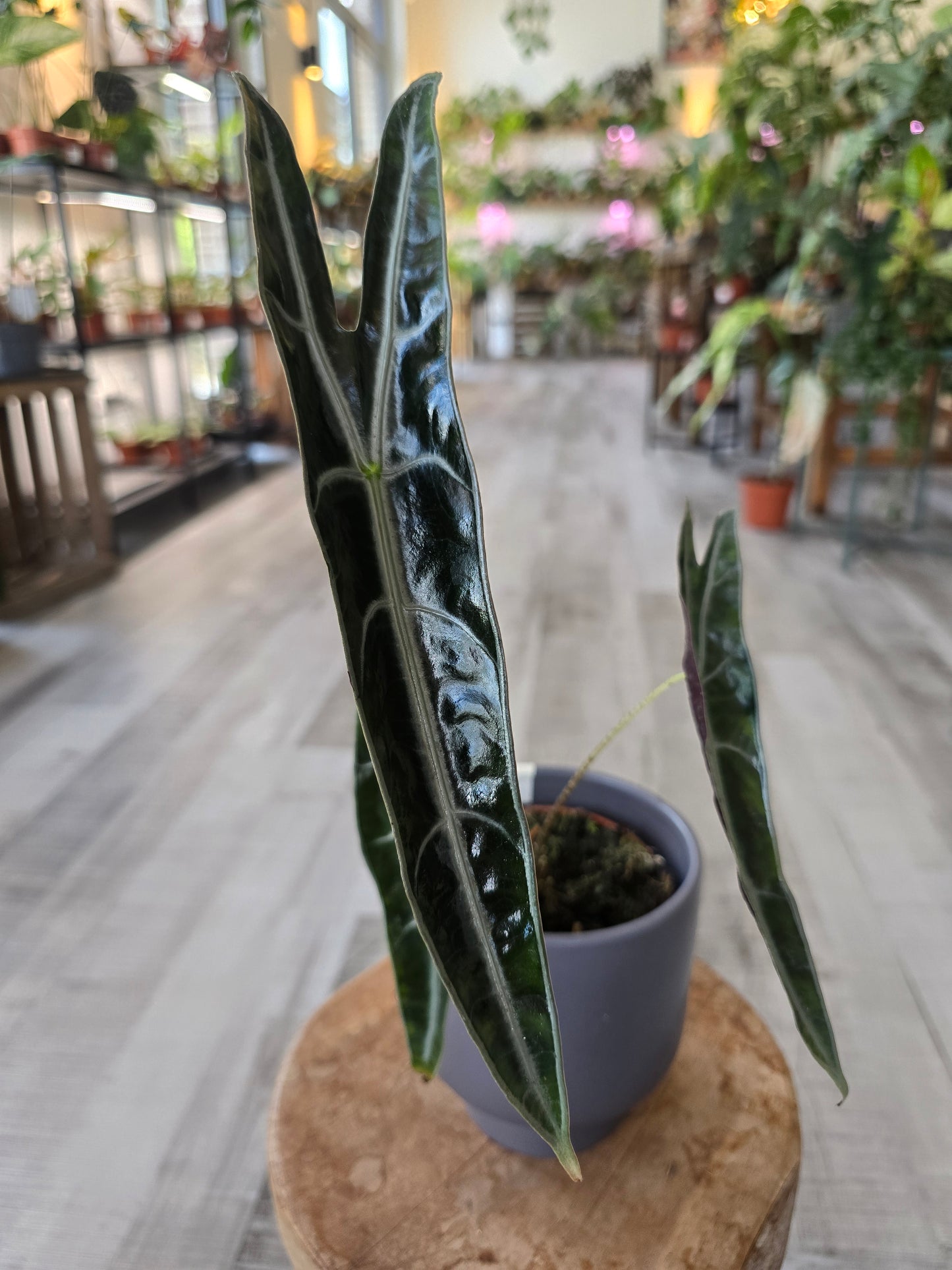 Alocasia Longiloba « Purple »