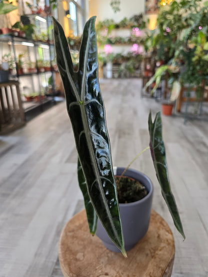Alocasia Longiloba 'Purple'