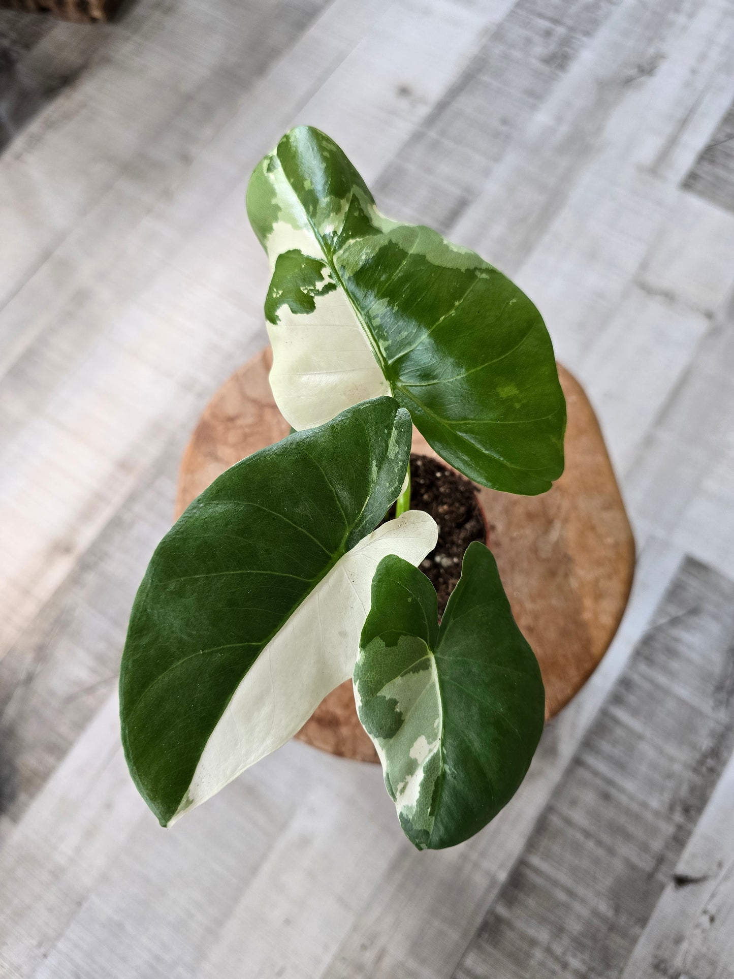 Alocasia Macrorrhiza albo variegata