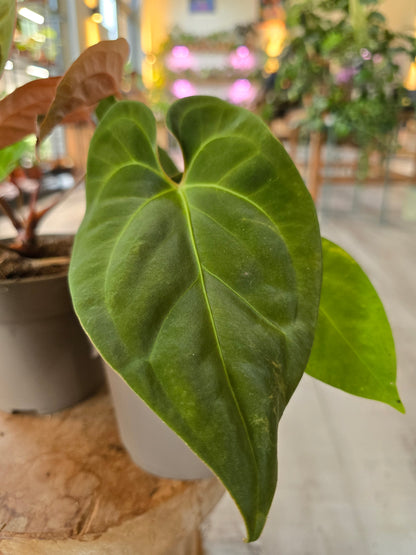 Anthurium King of Spades x Forgetti x Goliath