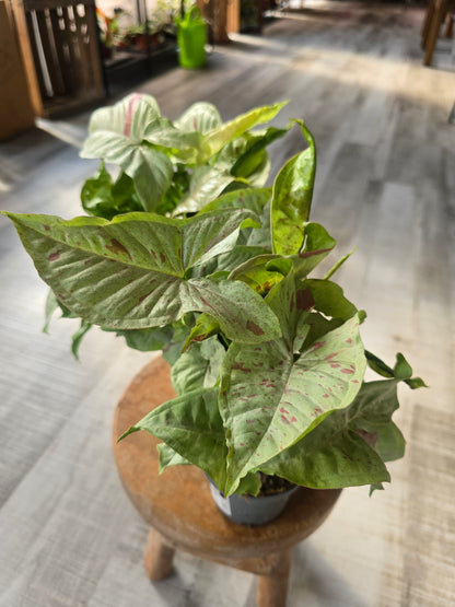 Syngonium « Confetti »