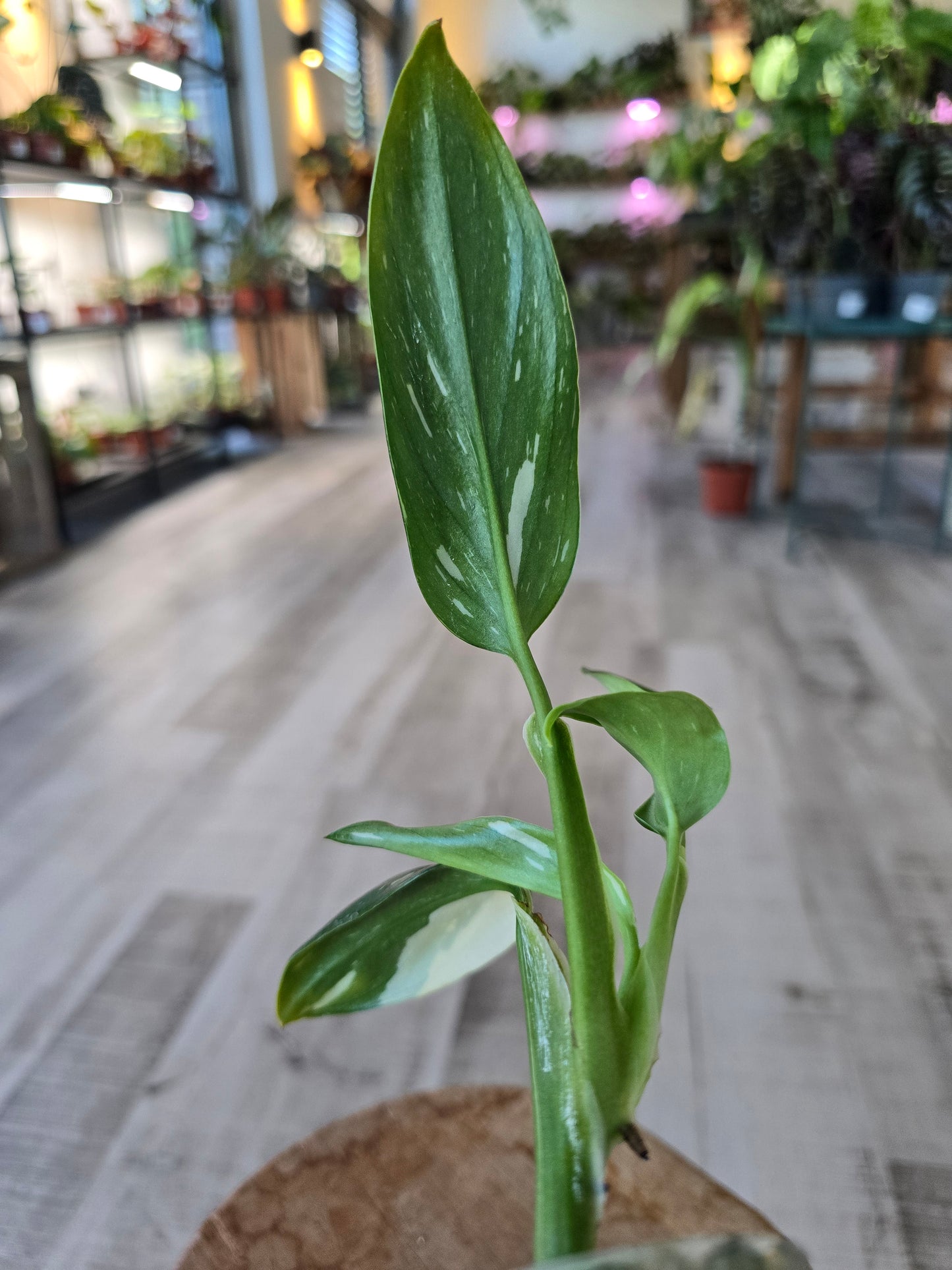 Monstera standleyana (Philodendron Cobra) (RC)