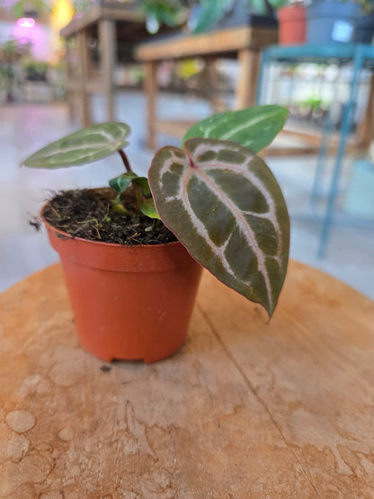 Anthurium Red Crystallinum