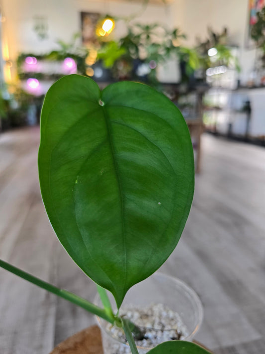 Syngonium chiapense variegata (JP1)