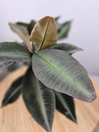 Labisia pumila