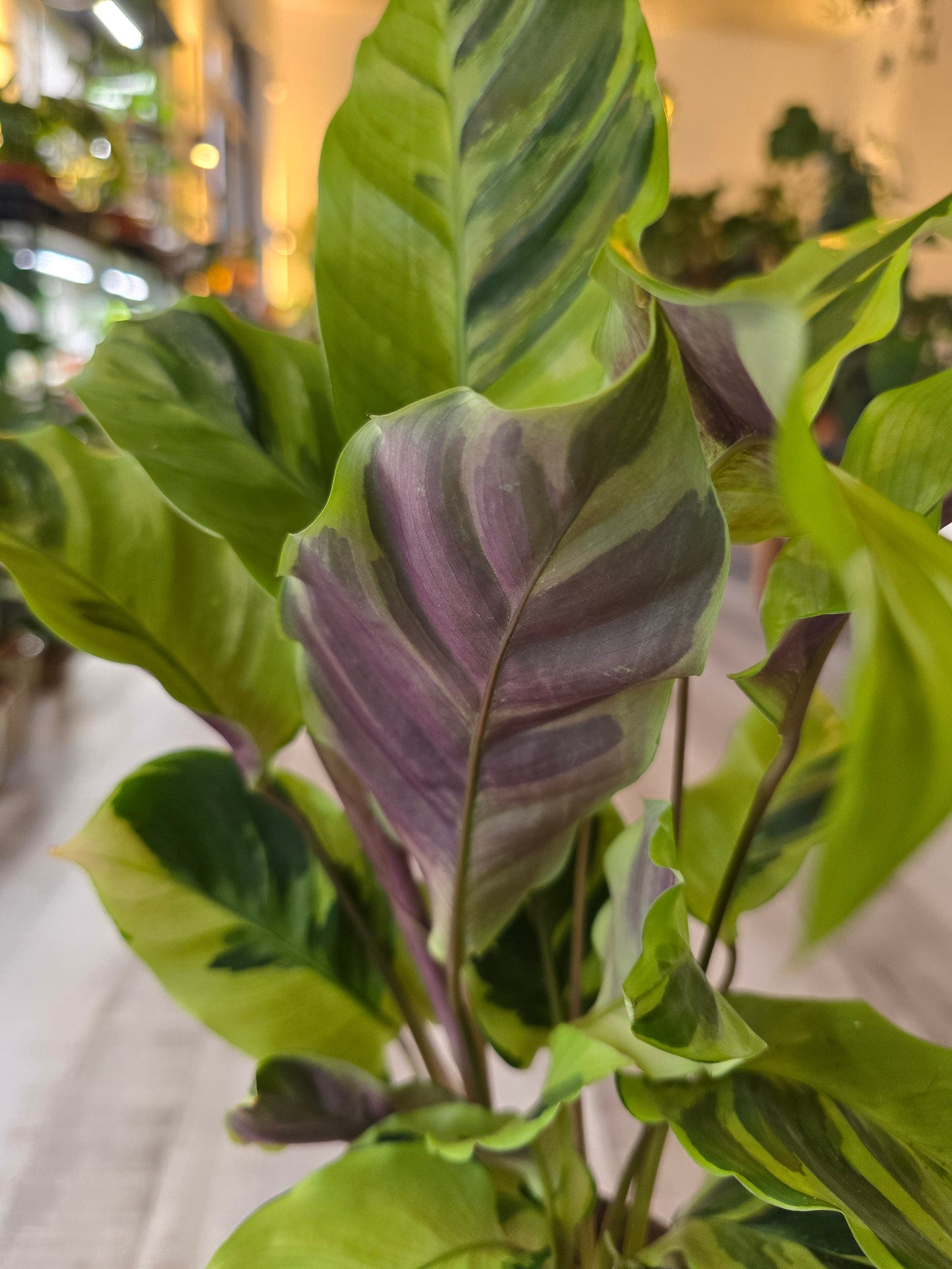 Calathea 'Yellow Miracle'