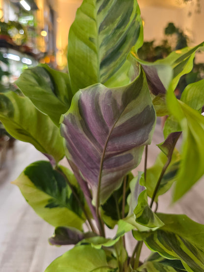 Calathea 'Yellow Miracle'