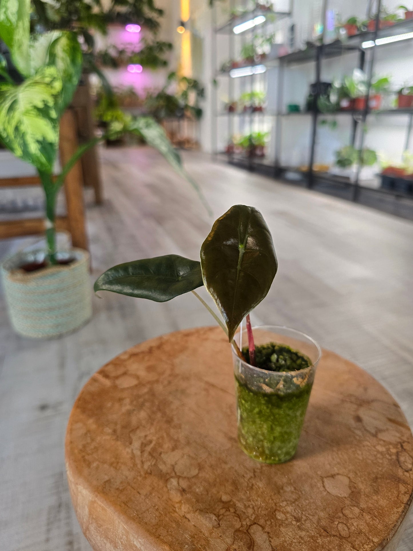 Alocasia chantrieri (JP)