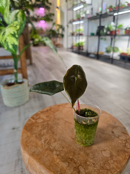 Alocasia chantrieri (JP)