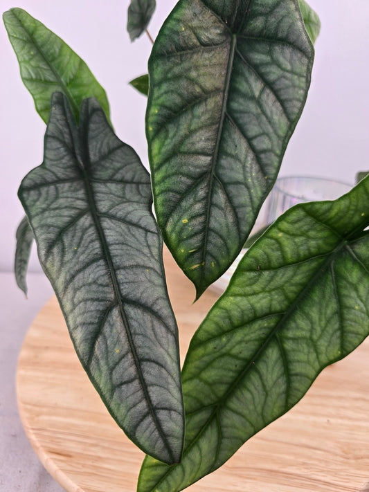 Alocasia heterophylla 'Metallic Blue'