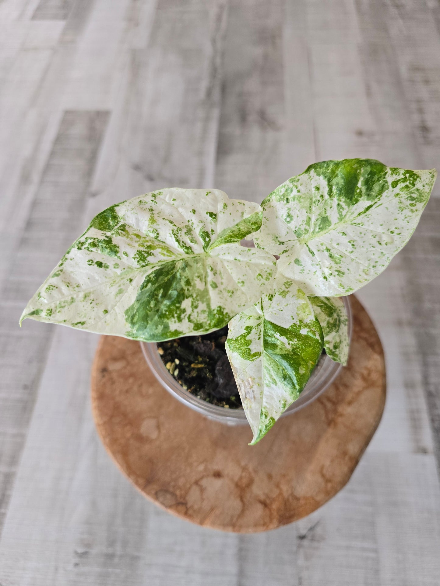 Alocasia Macrorrhiza Splash (JP1)