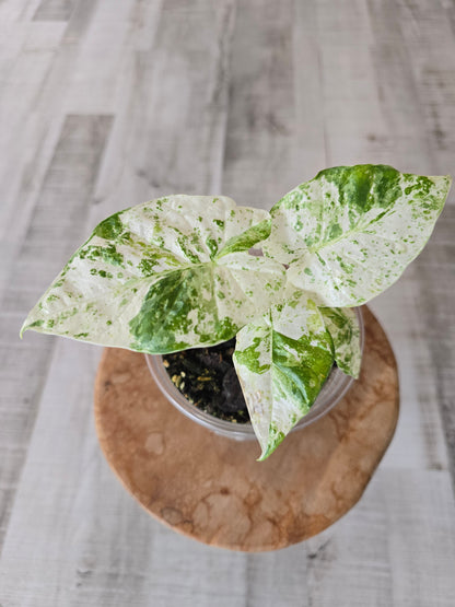 Alocasia Macrorrhiza Splash (JP1)
