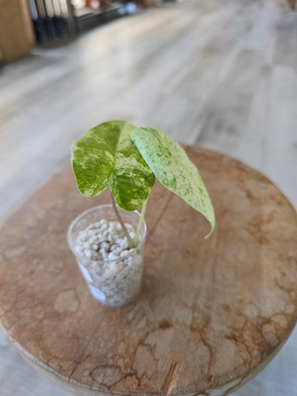 Alocasia Macrorrhiza Splash (JP)