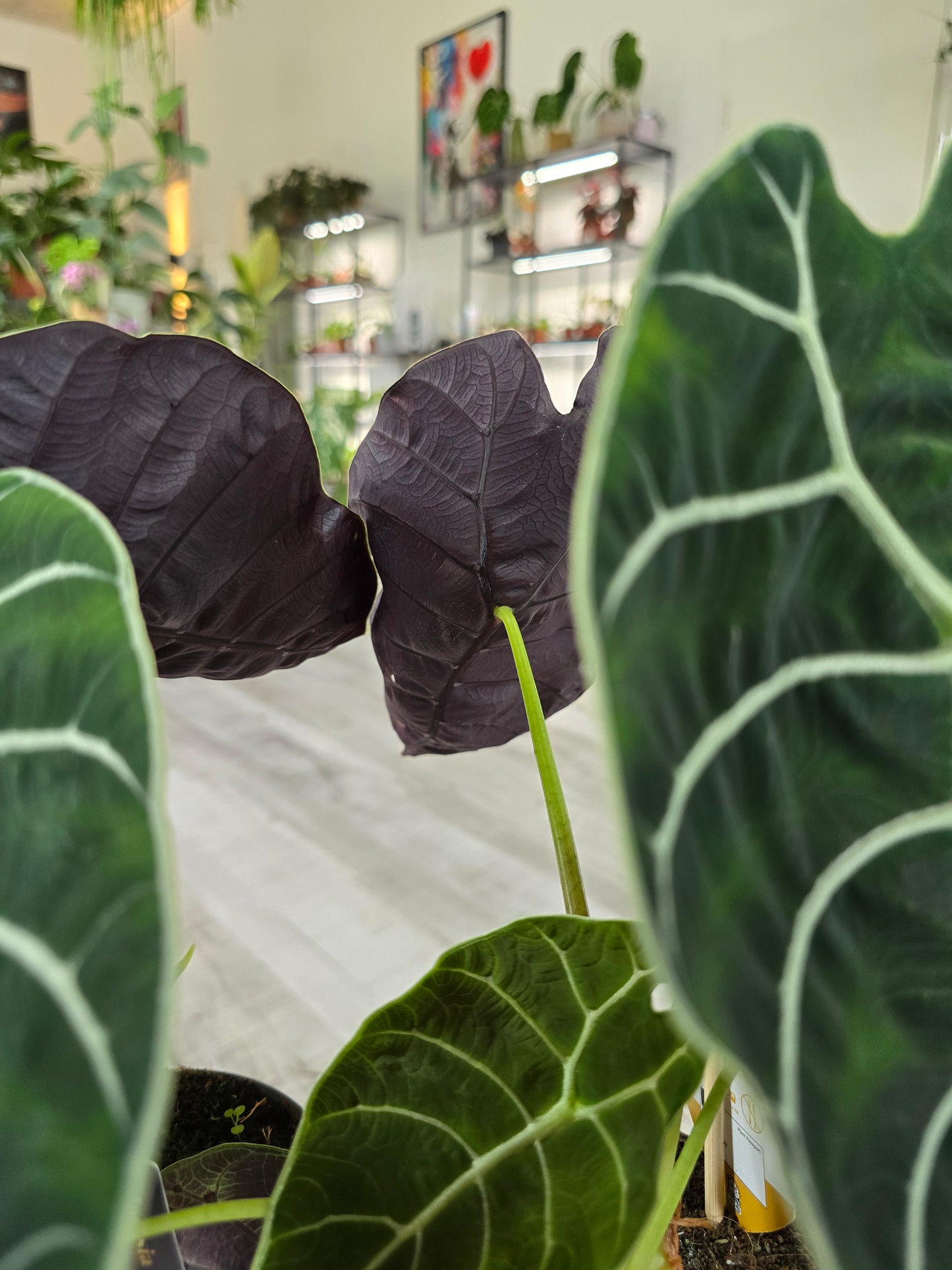Alocasia Pride of Curup