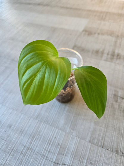 Homalomena rubescens 'Maggy'