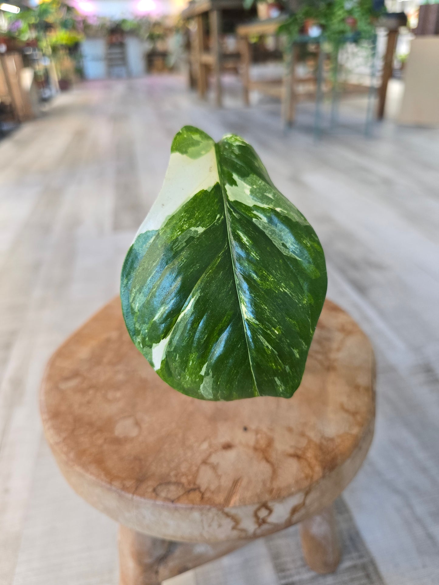 Monstera Lechleriana (RC1)