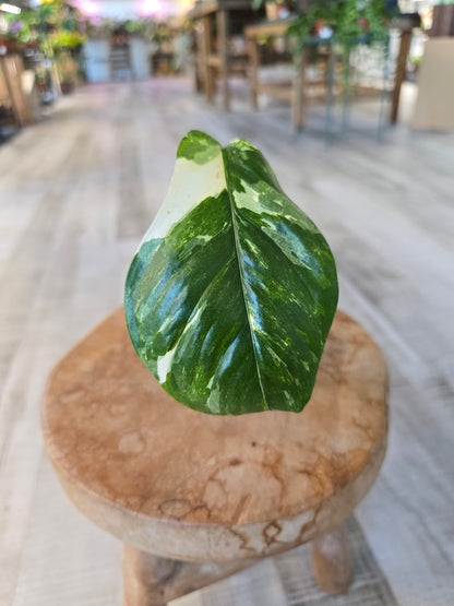 Monstera Lechleriana (RC1)