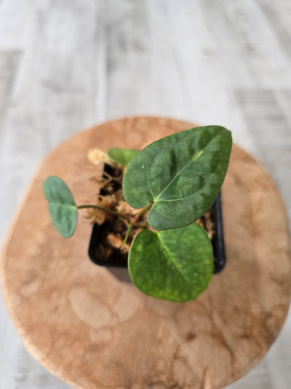 Anthurium Papillilaminum x Silver Blush Mint