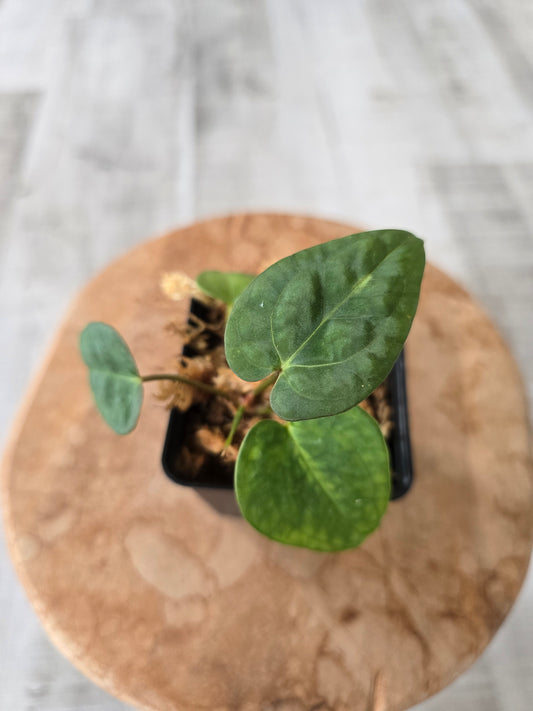 Anthurium Papillilaminum x Silver Blush Mint