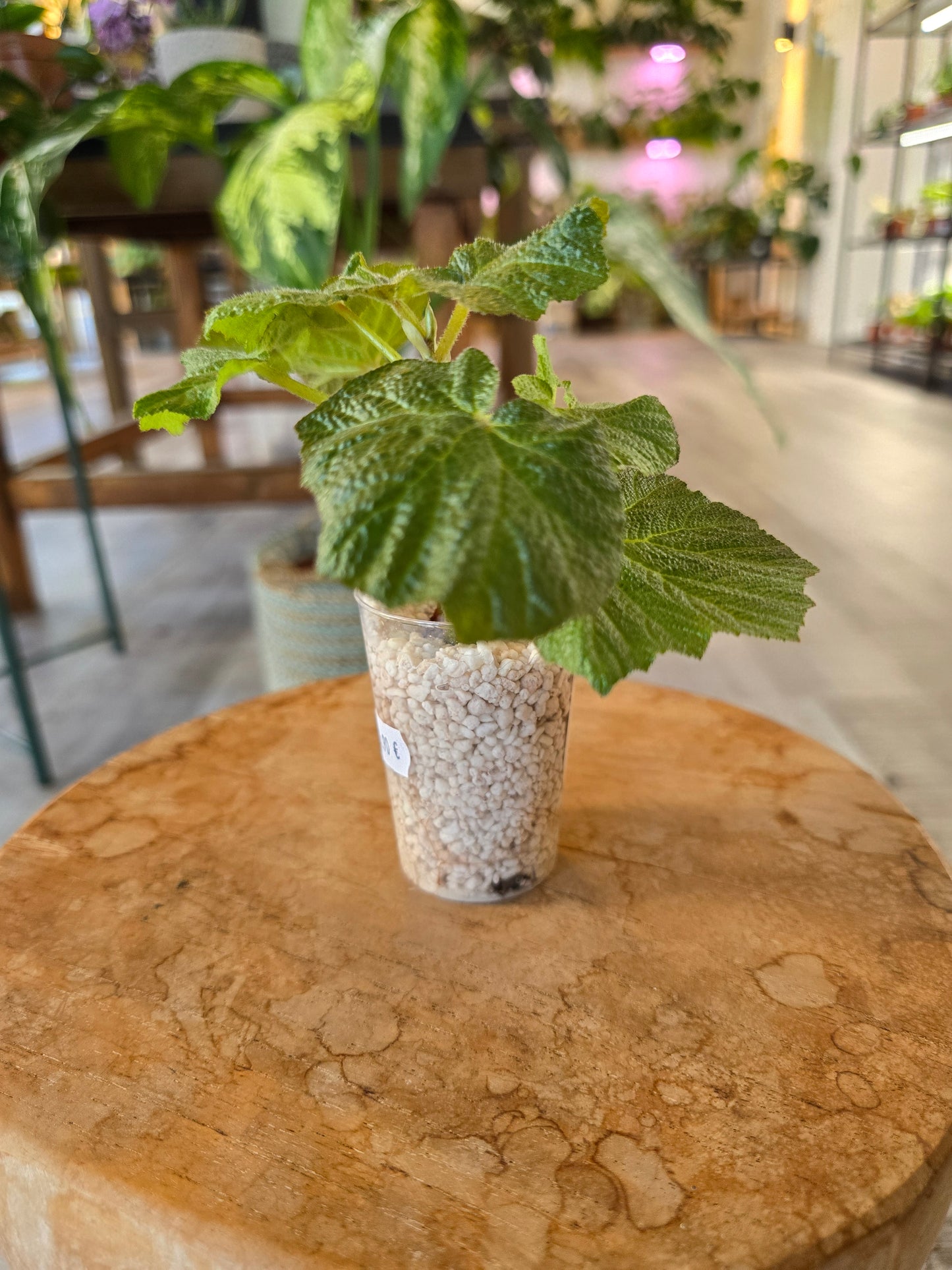 Begonia Boomer (RC5)