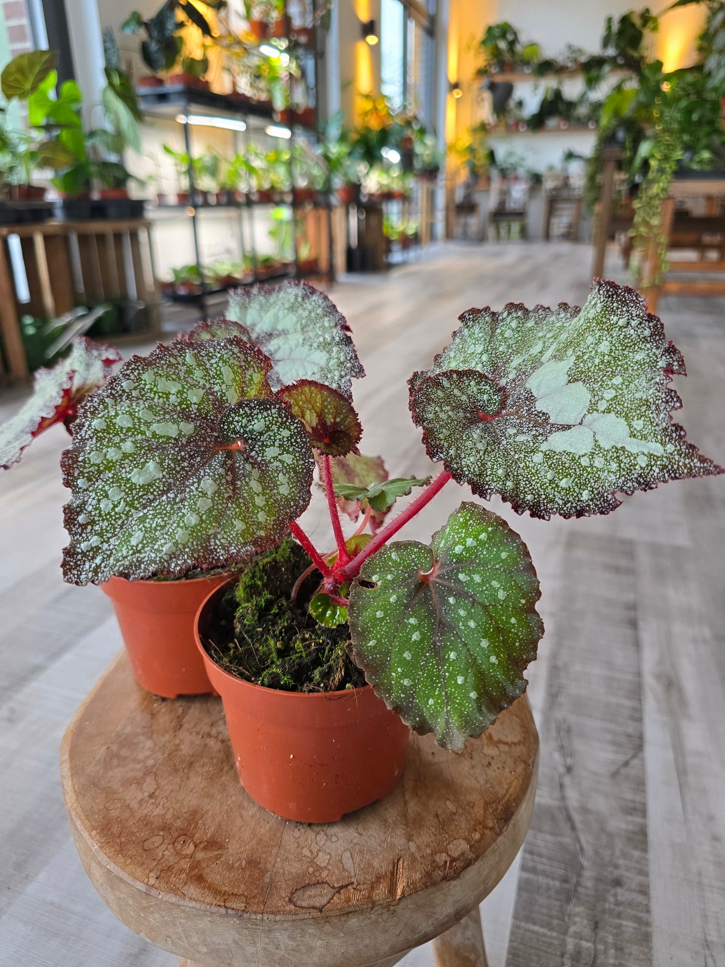 Begonia Speckled - NoID
