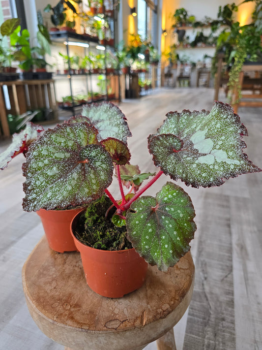 Begonia Speckled - NoID
