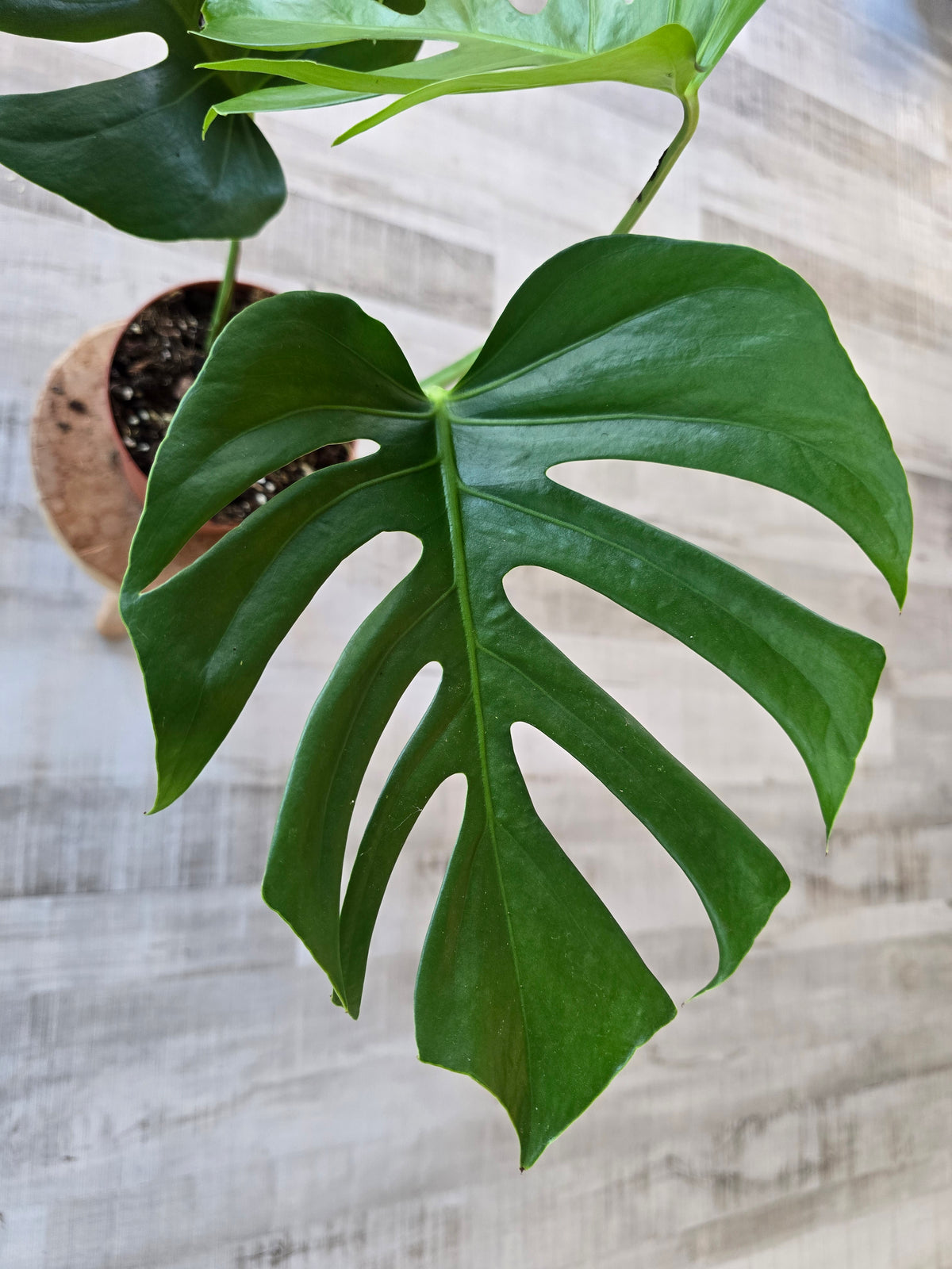 Monstera deliciosa 'Sierrana'