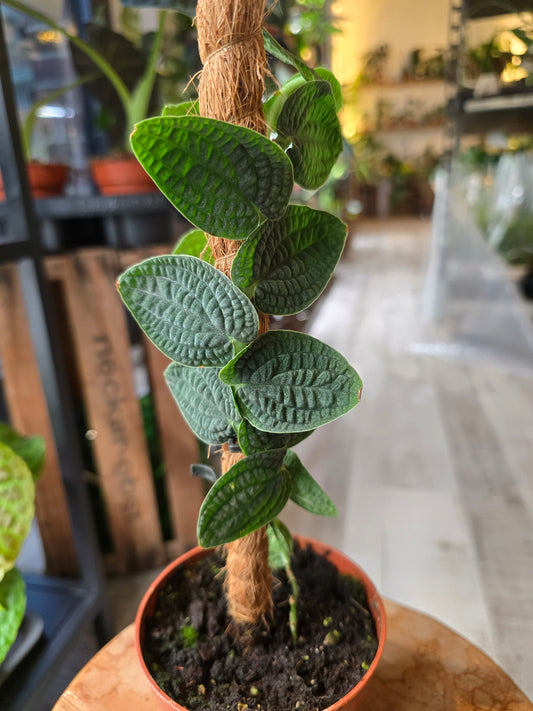 Rhaphidophora tenuis 'Silver'