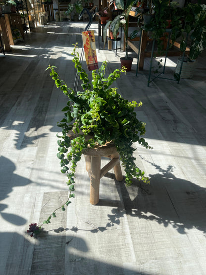 Aeschynanthus Rasta
