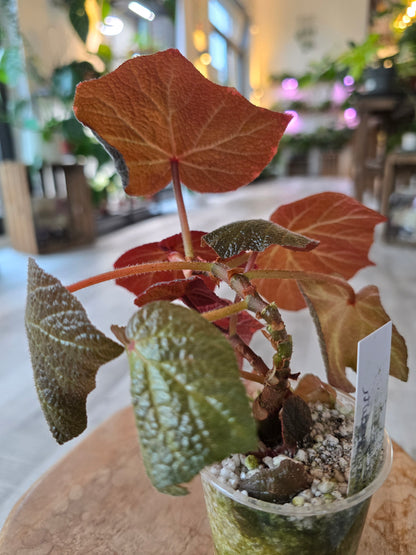 Begonia Boomer (RC1)