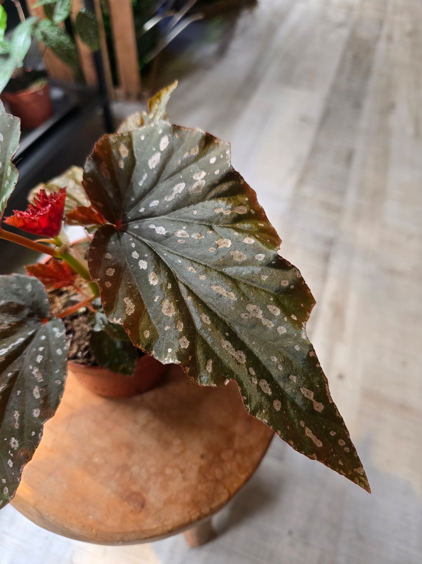 Begonia Aiai