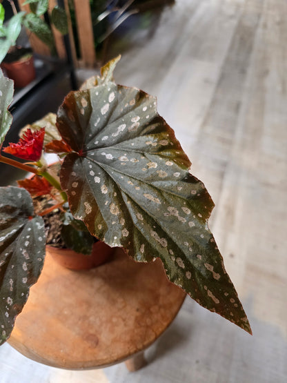 Begonia Aiai