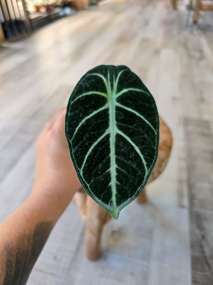 Alocasia Ninja (JP)