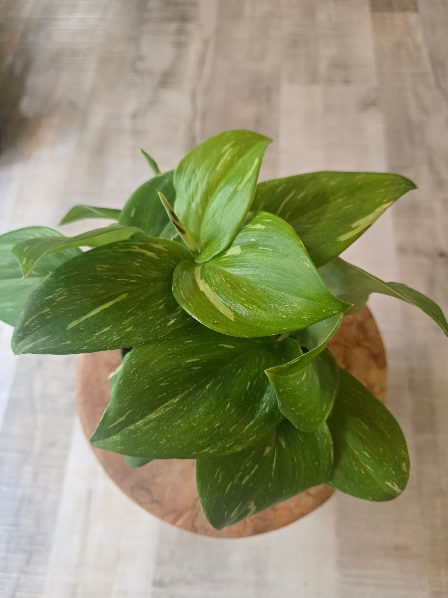 Scindapsus 'Rubicon'