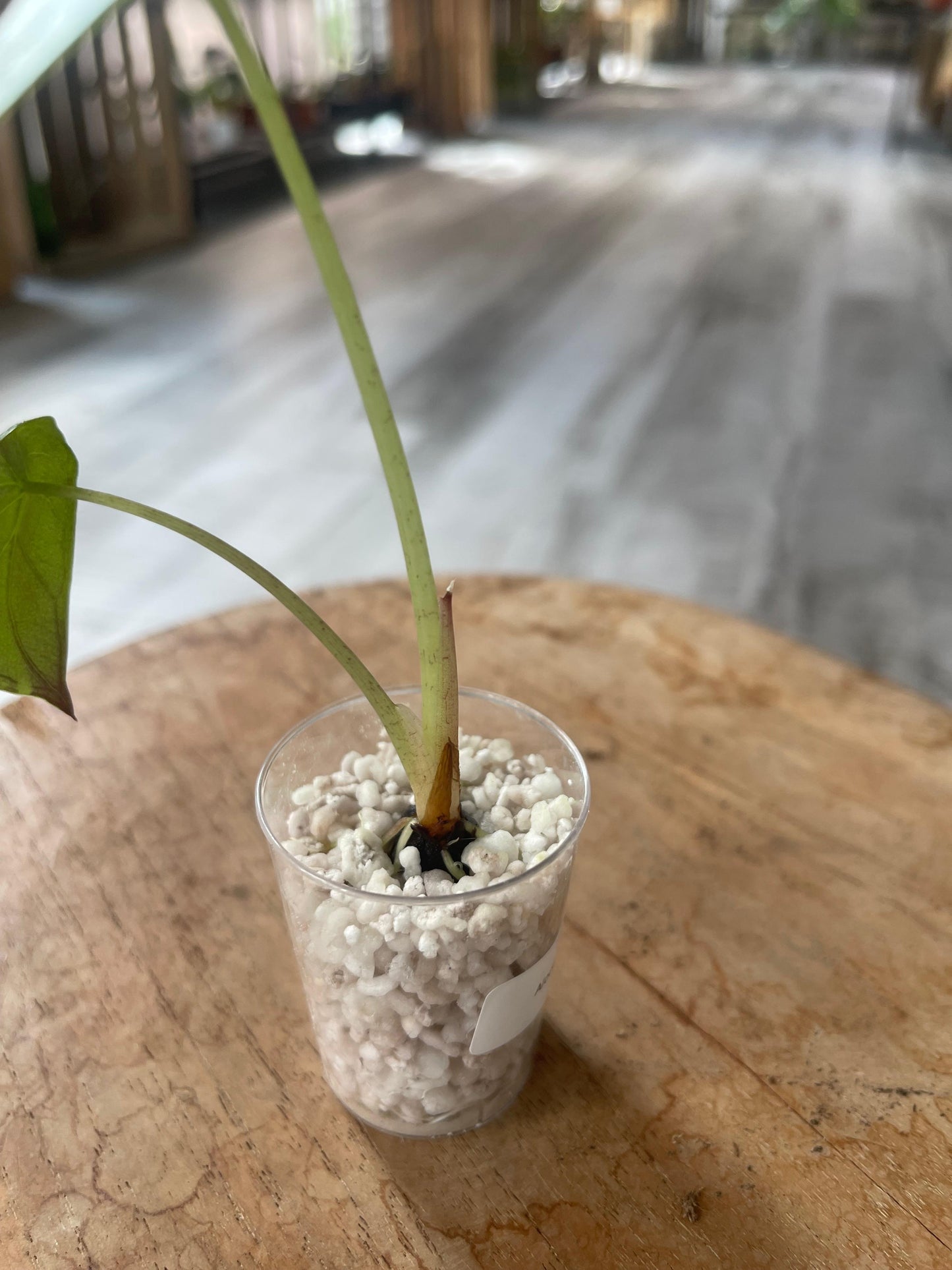 Alocasia Wentii (JP)