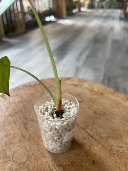 Alocasia Wentii (JP)