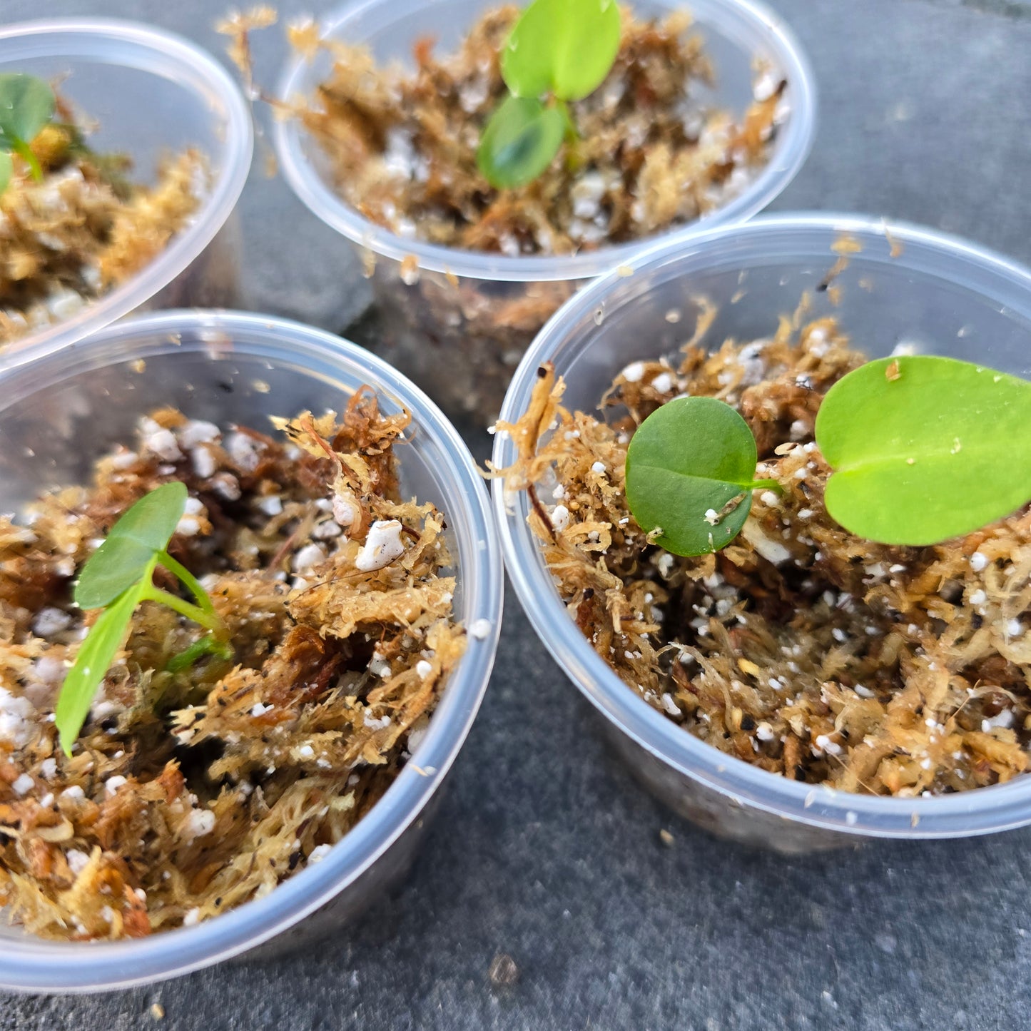 Anthurium (Michelle Hot Pink 23 x Red Velvet Cake 24) x Anthurium Crystal Sky