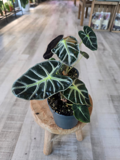 Alocasia Balloon Heart