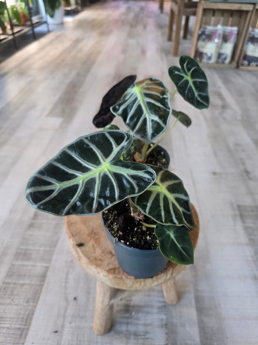 Alocasia Balloon Heart