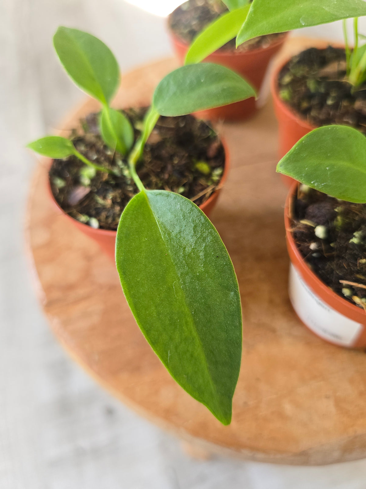 Anthurium wendlingeri