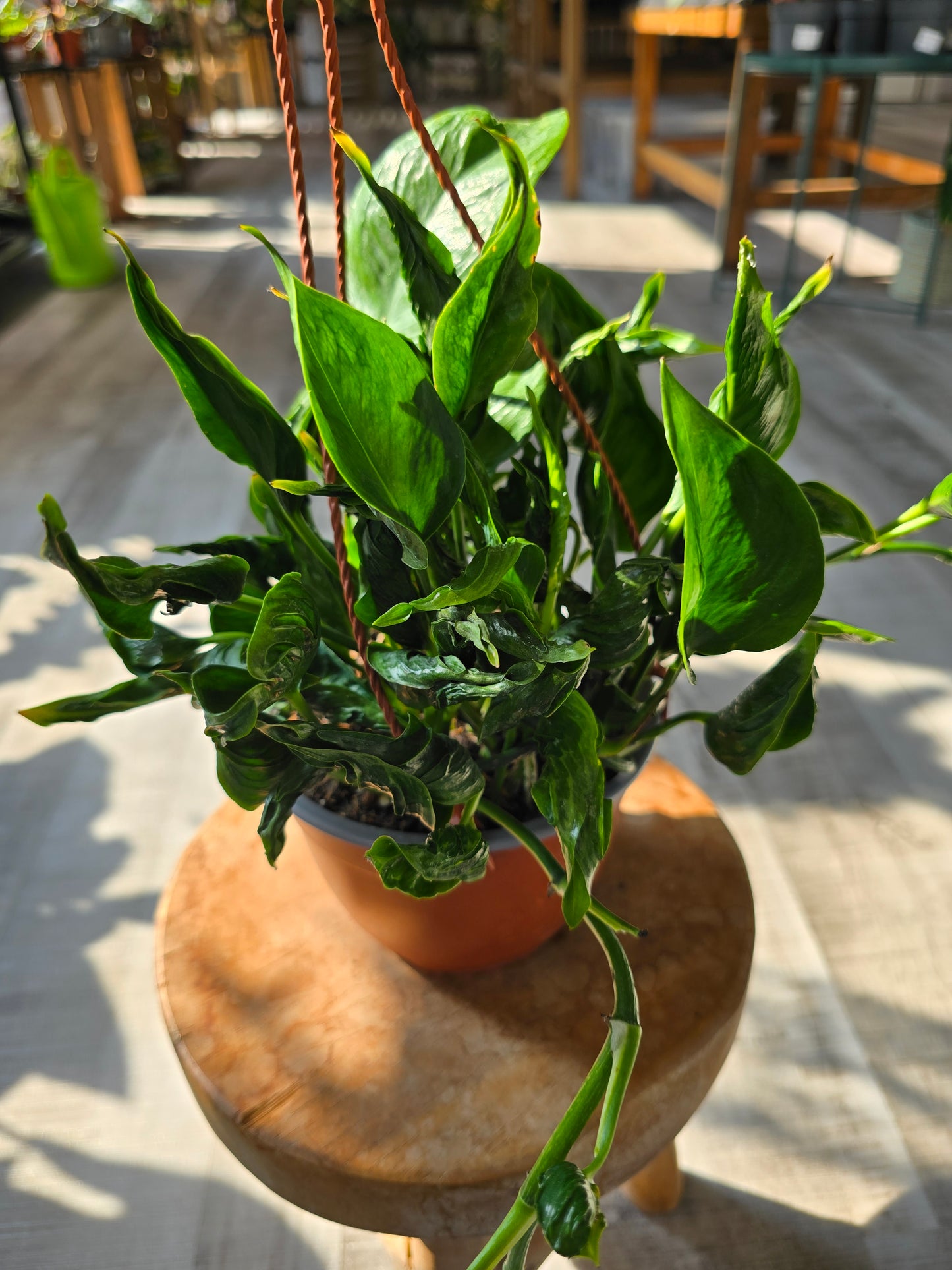 Epipremnum aureum Shangri La