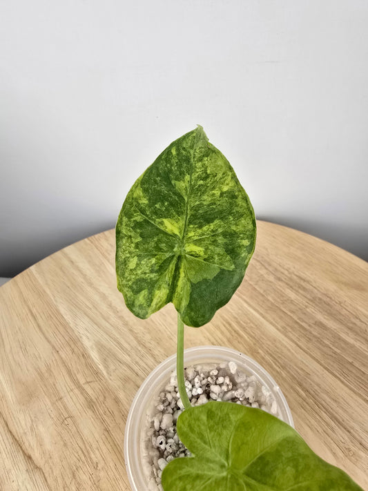 Alocasia gageana aurea (JP)