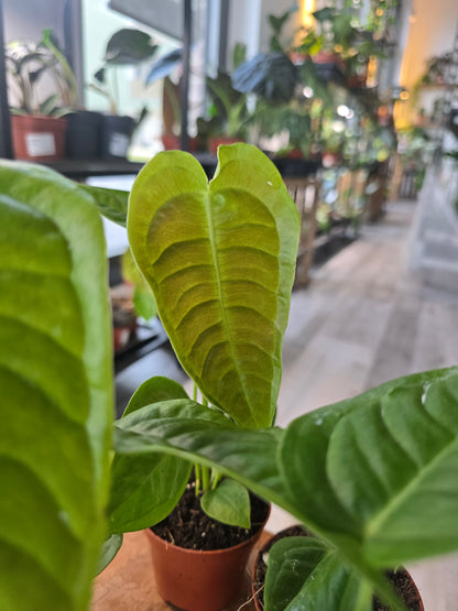 Anthurium Veitchii Narrow